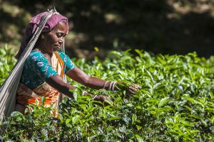 Grandmother Shakuntala Pradhan at work in Malinchora Tea Estate. Bangladesh.