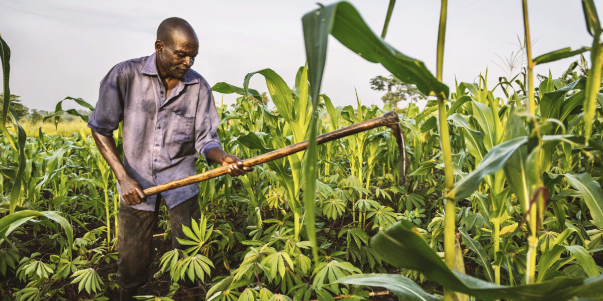 Zakeo Anyama a member of the community design team works on farm Project: Design and Deliver
Caption: Zakeo Anyama a member of the community design team works on farmland donated to community.
Location: Christopher Obuni's Farmland, Moyo, Uganda